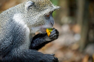 vervet monkey on zanzibar island
