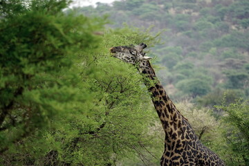 giraffe in the serengeti park