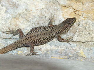 Lézard
