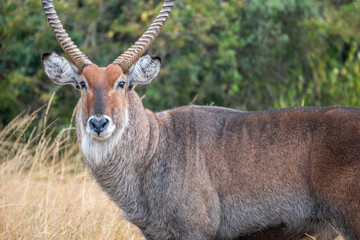 A closeup photo of Common waterbuck with impressive horns gazing at the camera