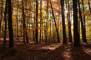 Buchenwald im Herbst