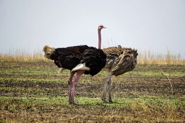 ostrich in the serengeti park