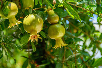 A pomegranate tree growing and bearing fruit, over the wall of a courtyard garden.