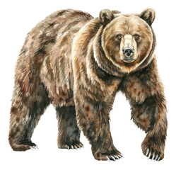 Fototapeta premium PNG An isolated Grizzly bear illustration realistic wildlife.