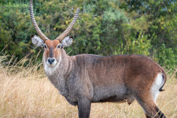 Obraz premium A closeup photo of Common waterbuck with impressive horns gazing at the camera