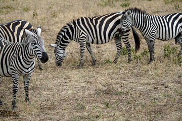 zebra in the serengeti park
