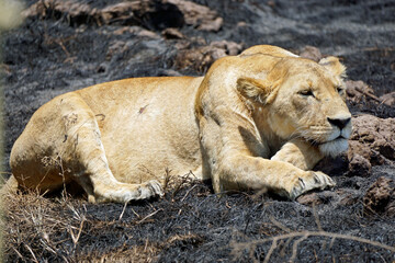 male and female lion lying in the savanna gras
