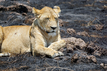 male and female lion lying in the savanna gras