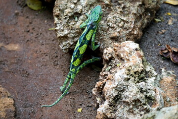 colorful chameleon on zanzibar island