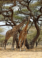 giraffe in the serengeti park