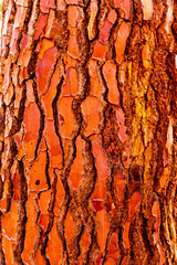 red textured bark of tree