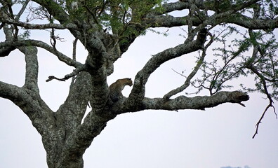 cheetah in a tree in the serengeti park