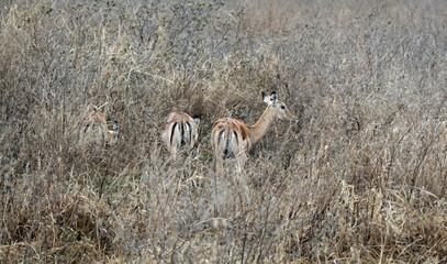 impala in the serengeti park