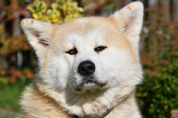 Akita Inu