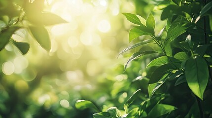 Obraz premium Spring greenery with sun rays filtering through trees creates a vibrant backdrop. This scene of spring greenery provides ample space for text or design in a beautifully lit atmosphere.