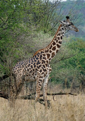 giraffe in the serengeti park
