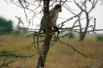 green vervet monkey in the serengeti