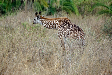giraffe in the serengeti park