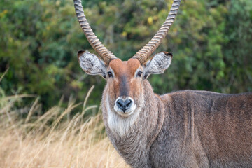A closeup photo of Common waterbuck with impressive horns gazing at the camera