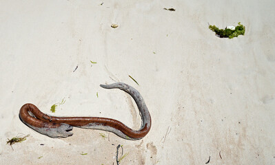 moray eal an the beach of zanzibar