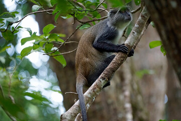 vervet monkey on zanzibar island