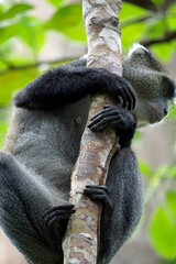 vervet monkey on zanzibar island