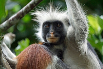 zanzibar colobus monkey (Piliocolobus kirkii)