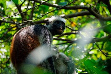 zanzibar colobus monkey (Piliocolobus kirkii)