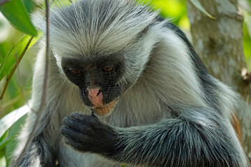 zanzibar colobus monkey (Piliocolobus kirkii)