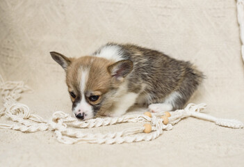 Cute little corgi puppy, playful dog baby