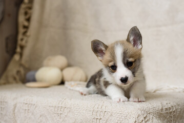 Cute little corgi puppy, playful dog baby
