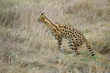 African Serval in the Serengeti