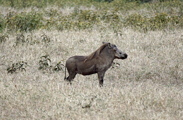 warthog in the serengeti savanna