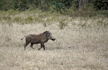 warthog in the serengeti savanna