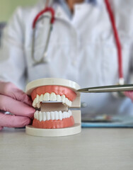 Dentist demonstrating proper dental care using a model of teeth