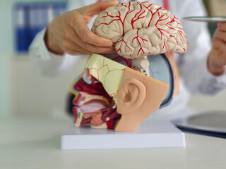 A medical professional demonstrates a 3D model of the human head, featuring the brain and sensory organs