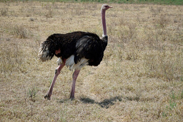 ostrich in the serengeti park