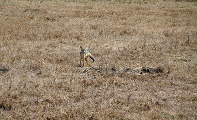 jackal in the serengeti park