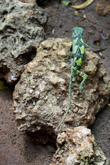 colorful chameleon on zanzibar island
