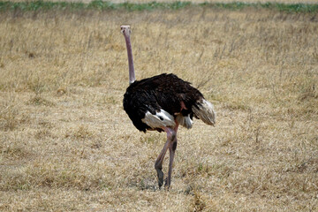 ostrich in the serengeti park