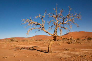 Ancient dry trees stand on a white clay soil, creating a stunning visual contrast in Deadvlei National Park in Namibia