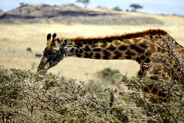 giraffe in the serengeti park