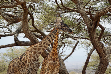 giraffe in the serengeti park