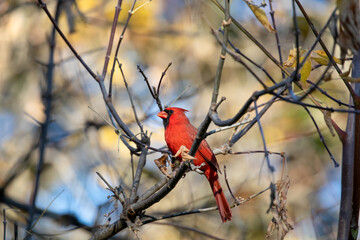 Cardinal
