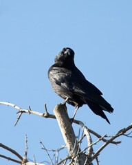 Crow