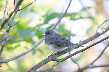 Dark-eyed Junco