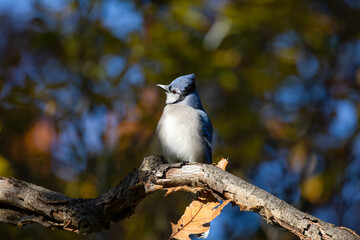 Blue Jay