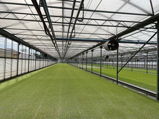 Growing fruit seedlings in a greenhouse