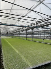 Growing fruit seedlings in a greenhouse