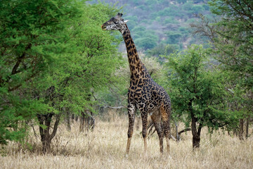 giraffe in the serengeti park